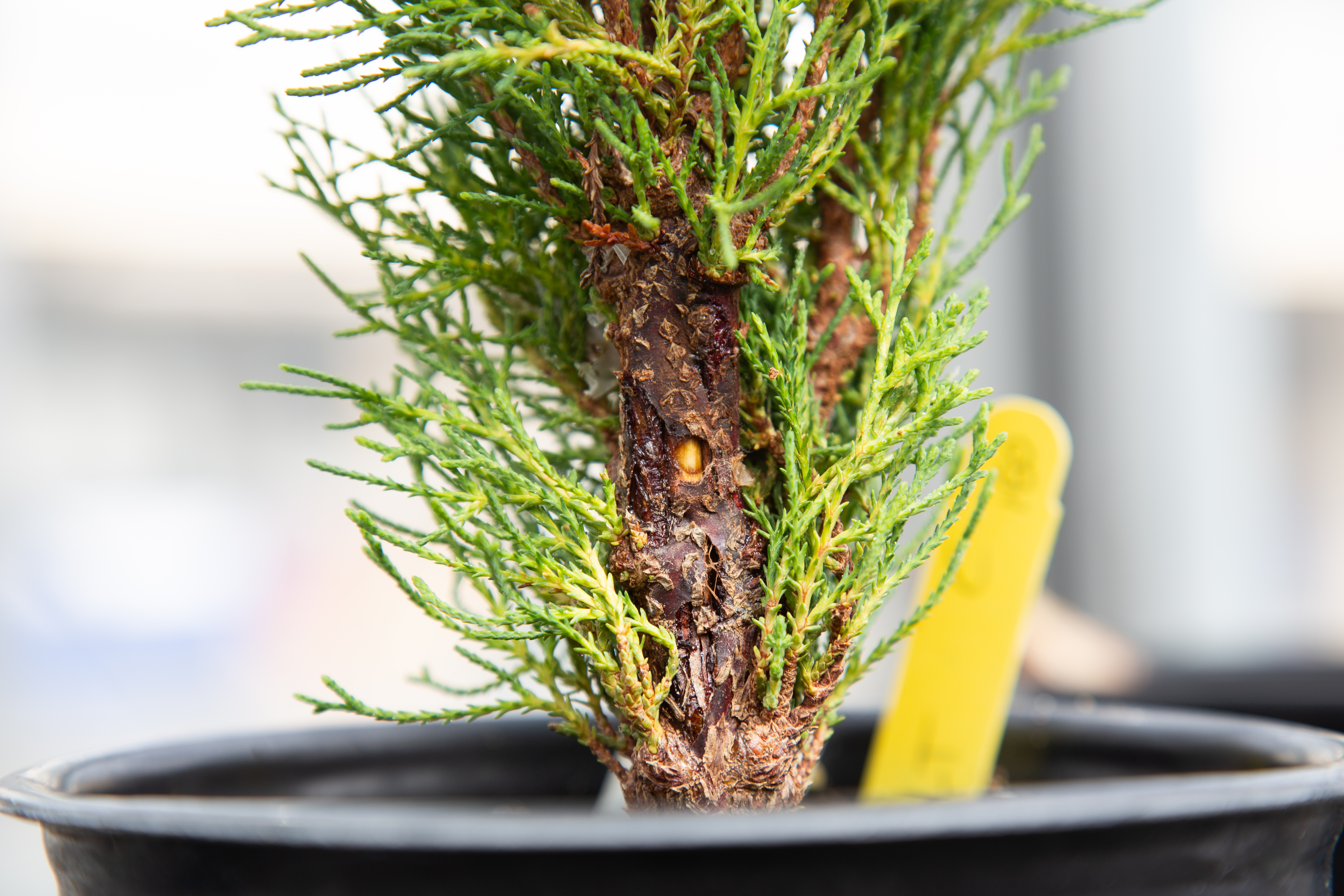 Inoculation of cypress seedling with _Seiridium cardinale_